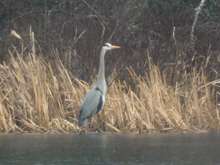 Great Blue Heron - ML617245826