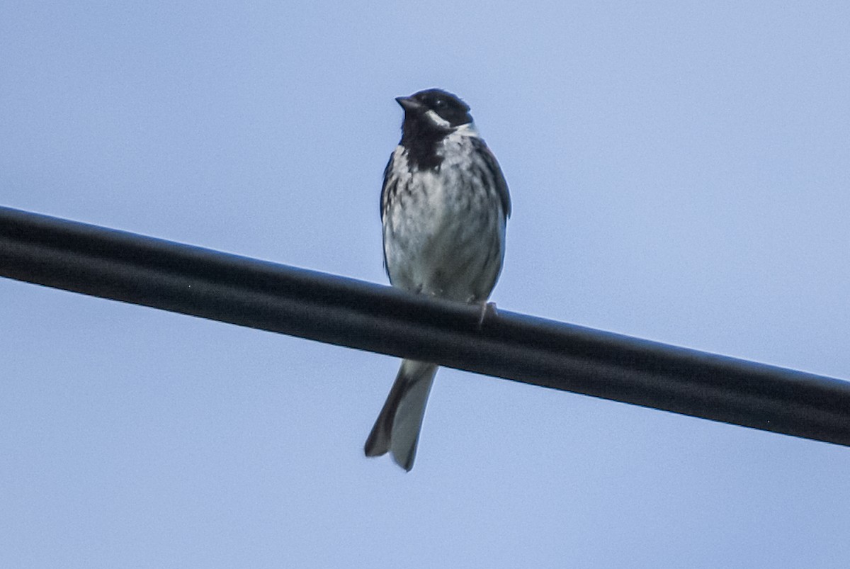 Reed Bunting - ML617245832