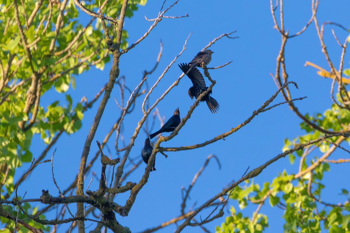 Brown-headed Cowbird - ML617245842