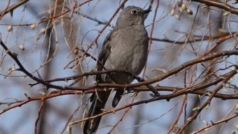 Townsend's Solitaire - Tana Coetzer