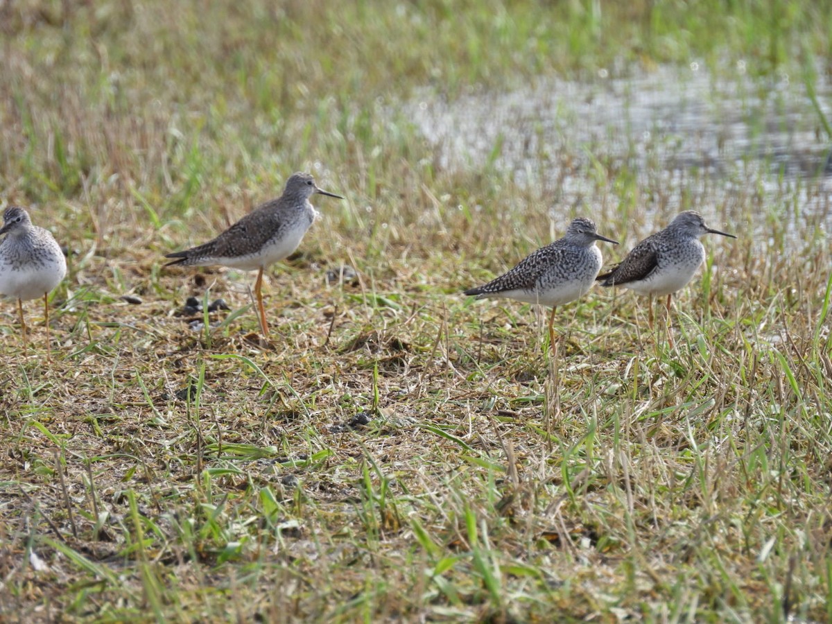 Lesser Yellowlegs - Peggy Gierhart