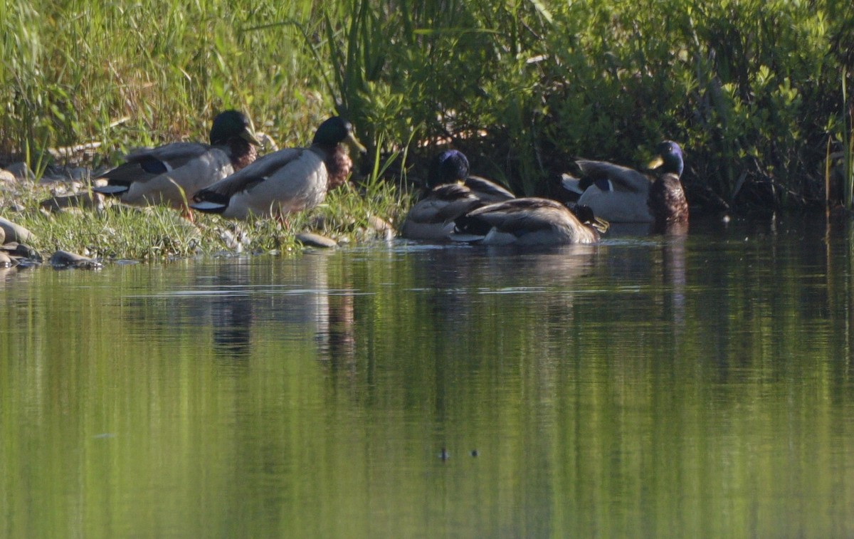 Mallard - Kristen Cart