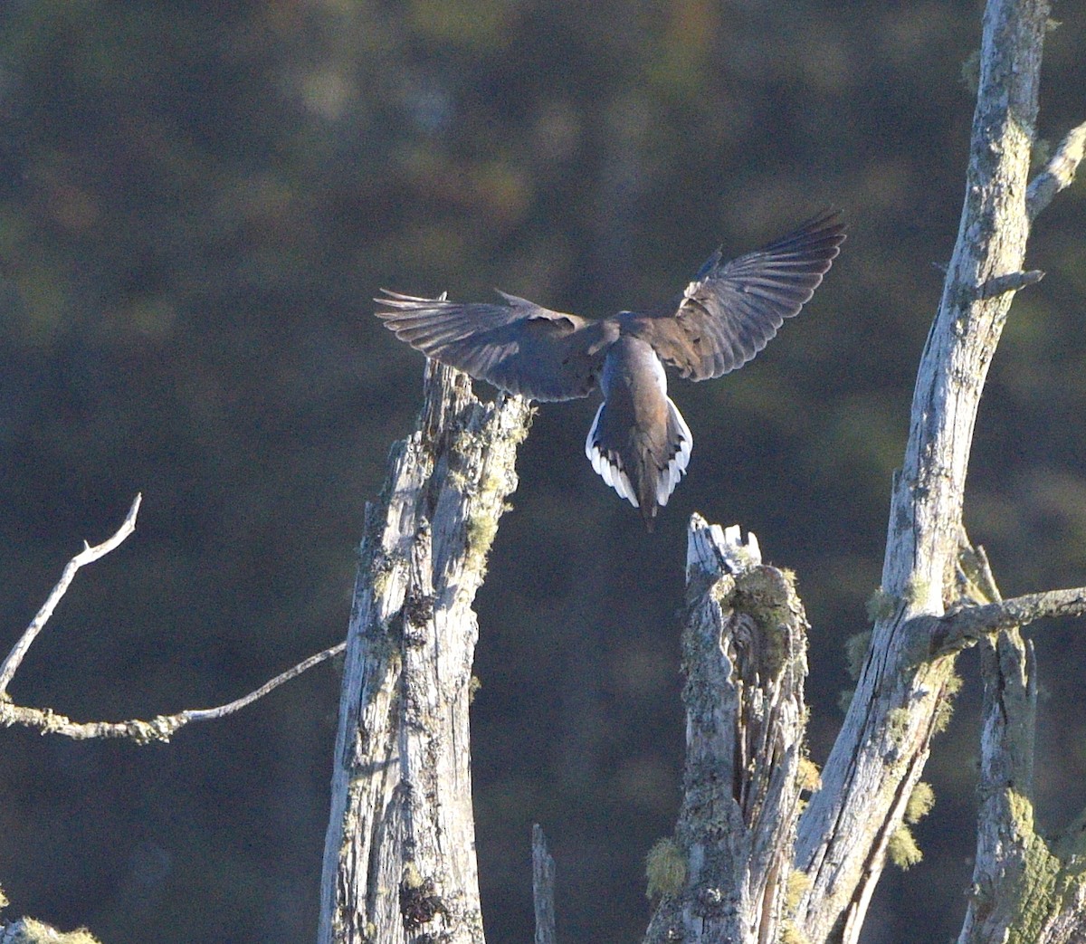 Mourning Dove - ML617245924