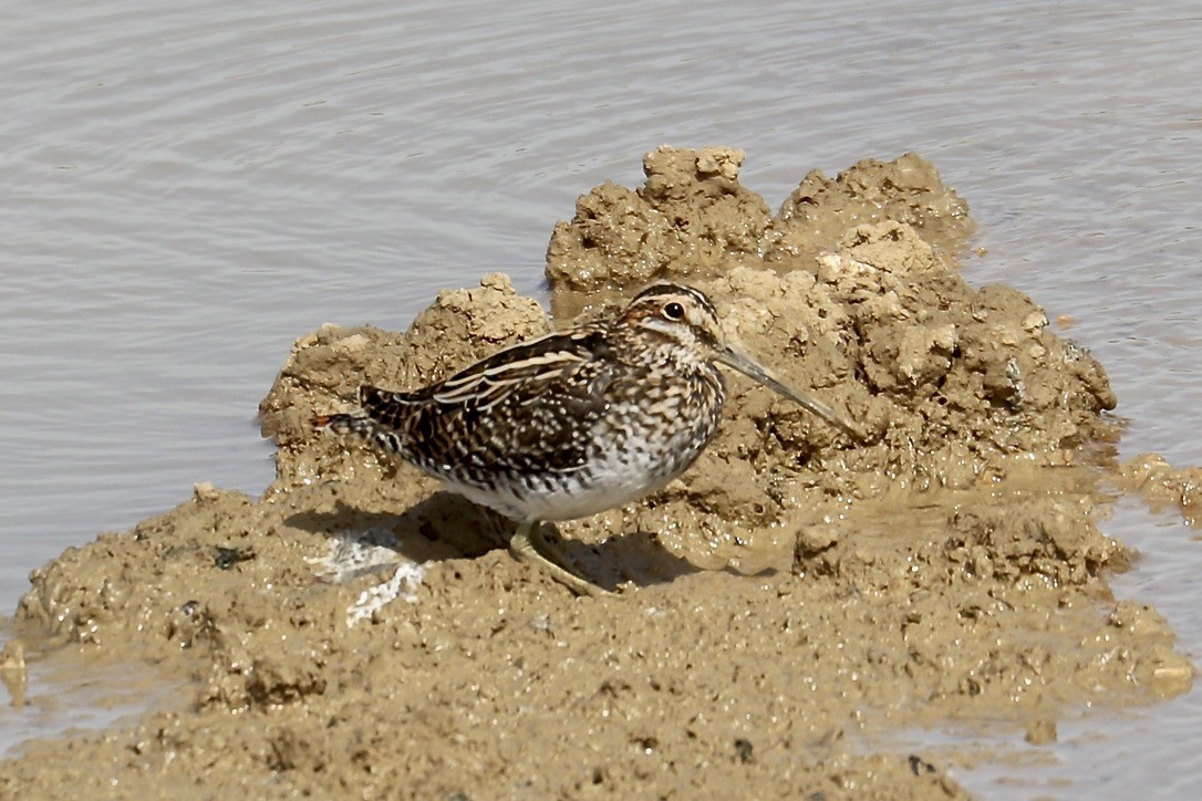 Wilson's Snipe - ML617245959