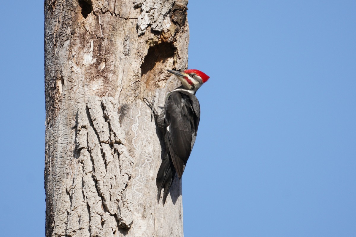 Pileated Woodpecker - ML617245963