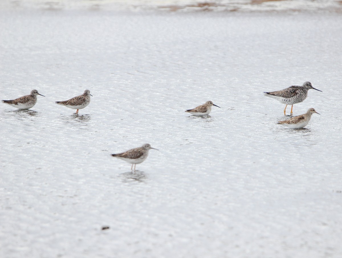 Dunlin - ML617245986