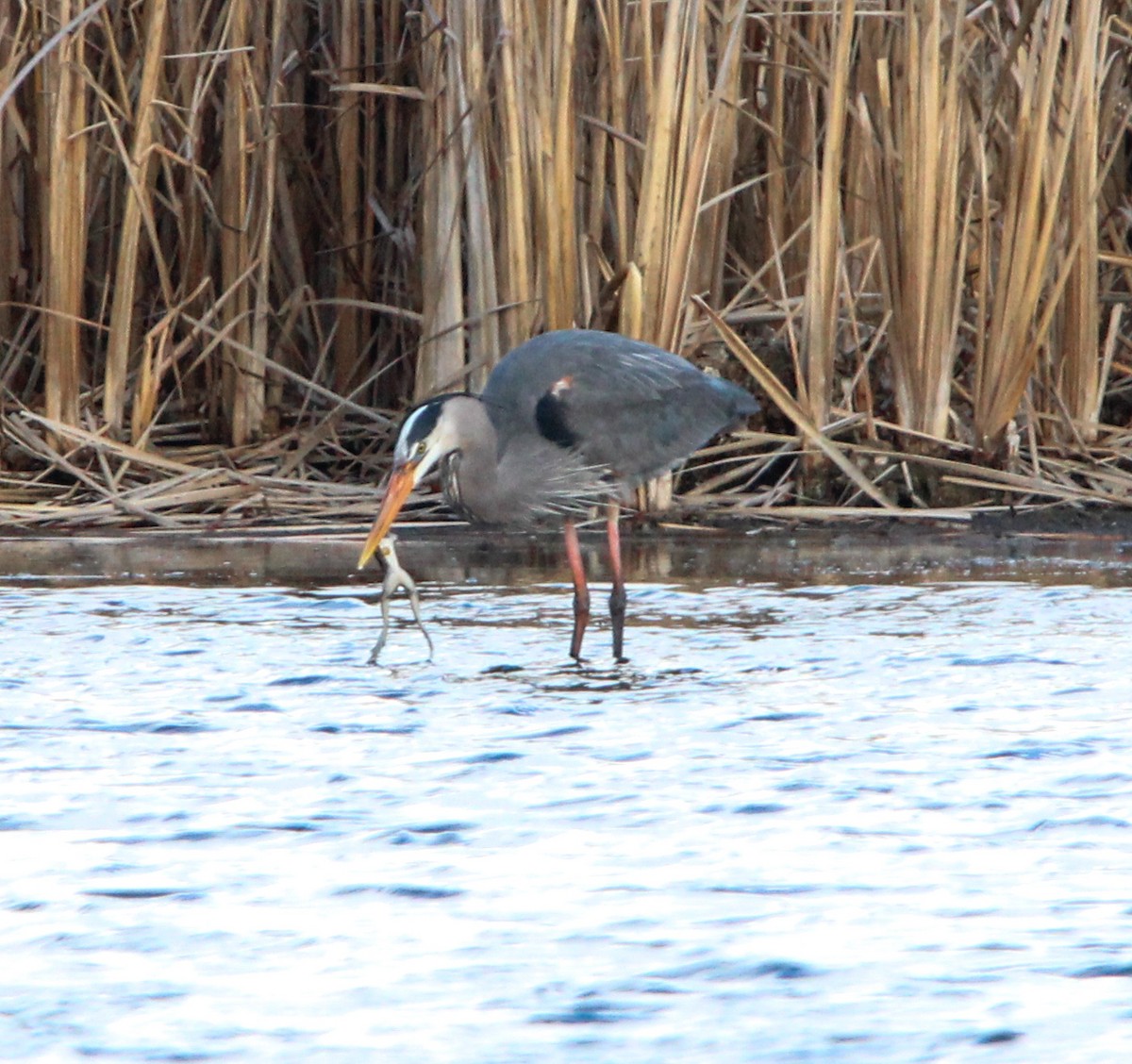 Great Blue Heron - ML617246003