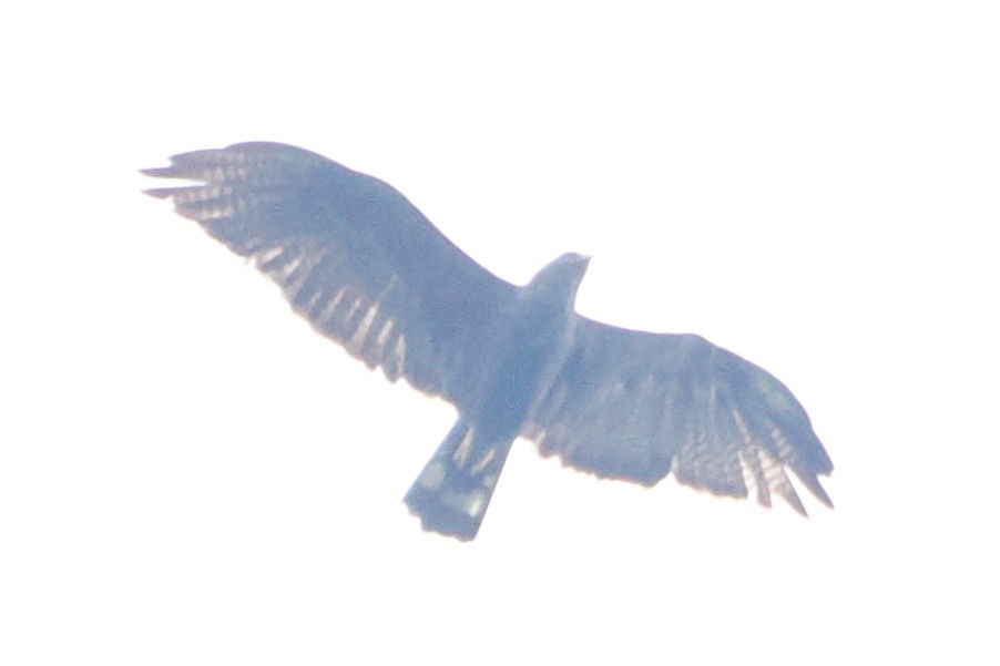 Zone-tailed Hawk - ML617246076