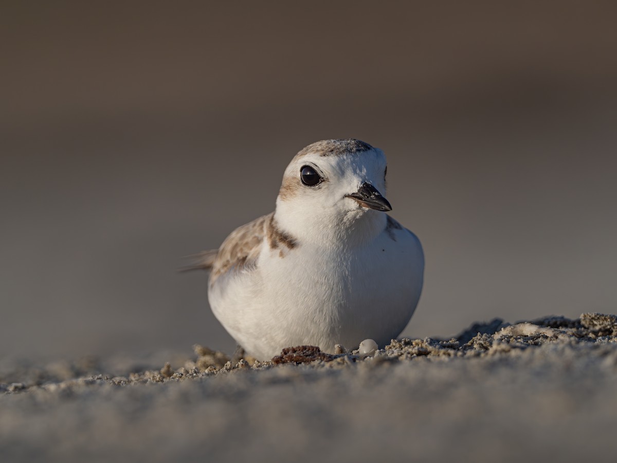 Snowy Plover - ML617246147