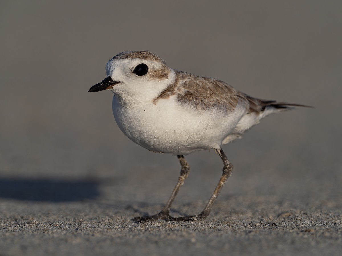 Snowy Plover - ML617246148