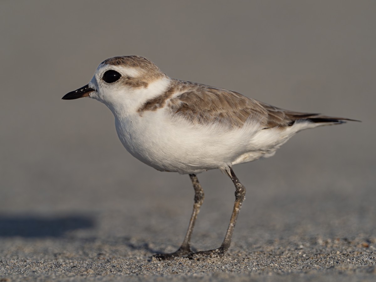 Snowy Plover - ML617246149