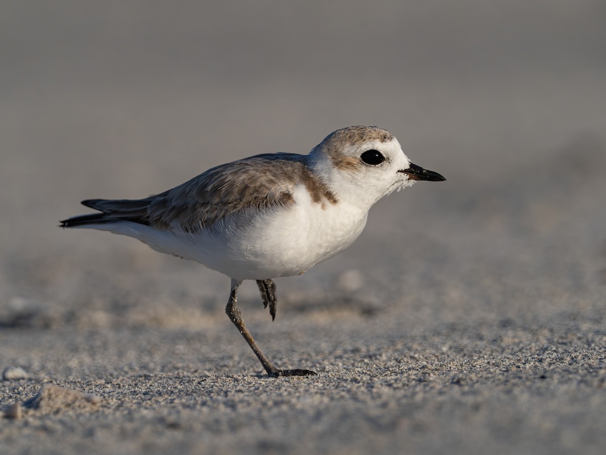 Snowy Plover - Lawrence Rhoads