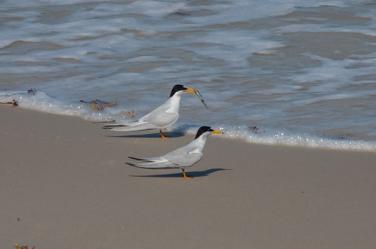 Least Tern - ML617246176