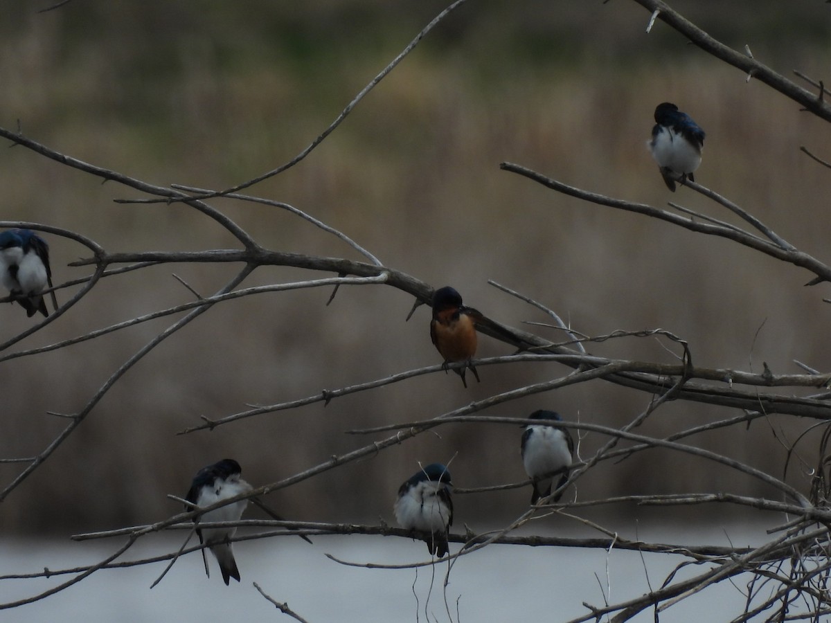 Barn Swallow - ML617246207