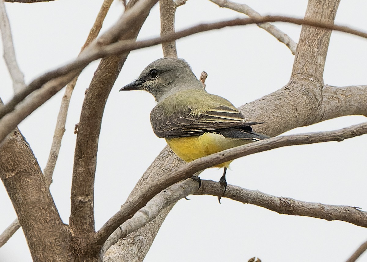 Western Kingbird - Guillermo  Saborío Vega