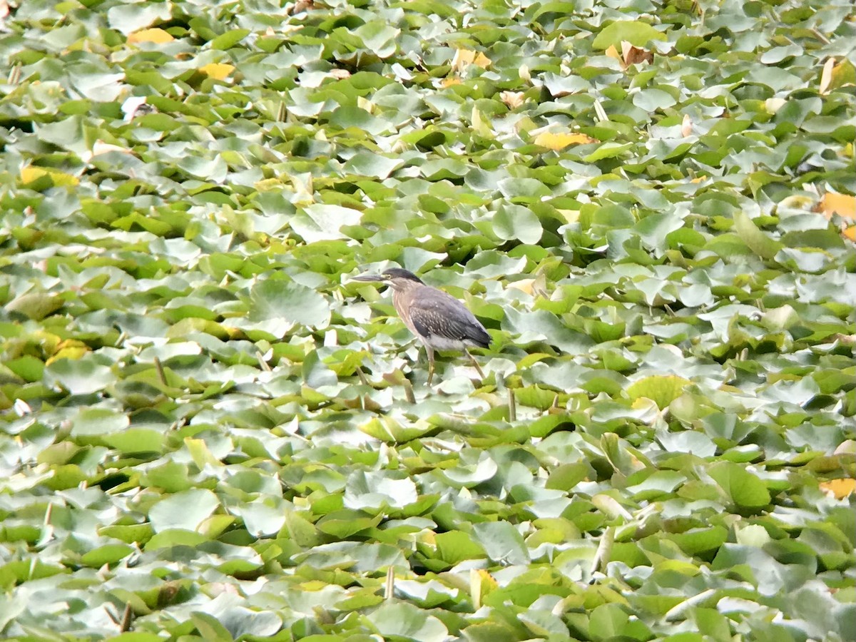 Striated Heron - ML617246324