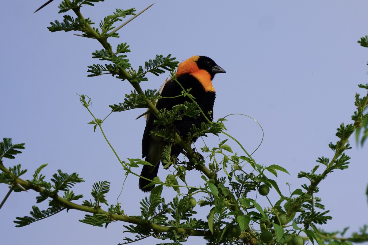 Black Bishop - ML617246403