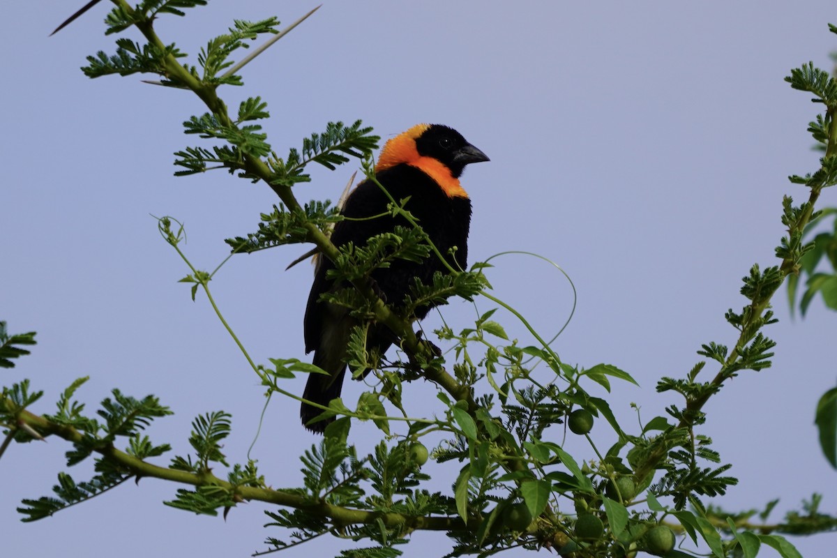 Black Bishop - ML617246404