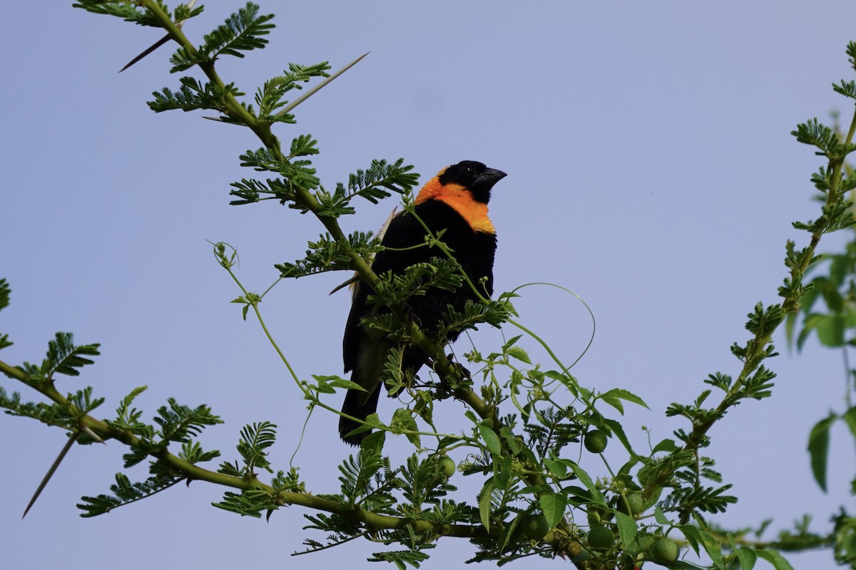 Black Bishop - ML617246405