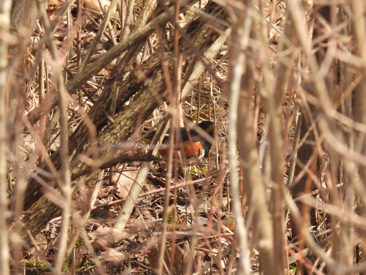 Eastern Towhee - ML617246467