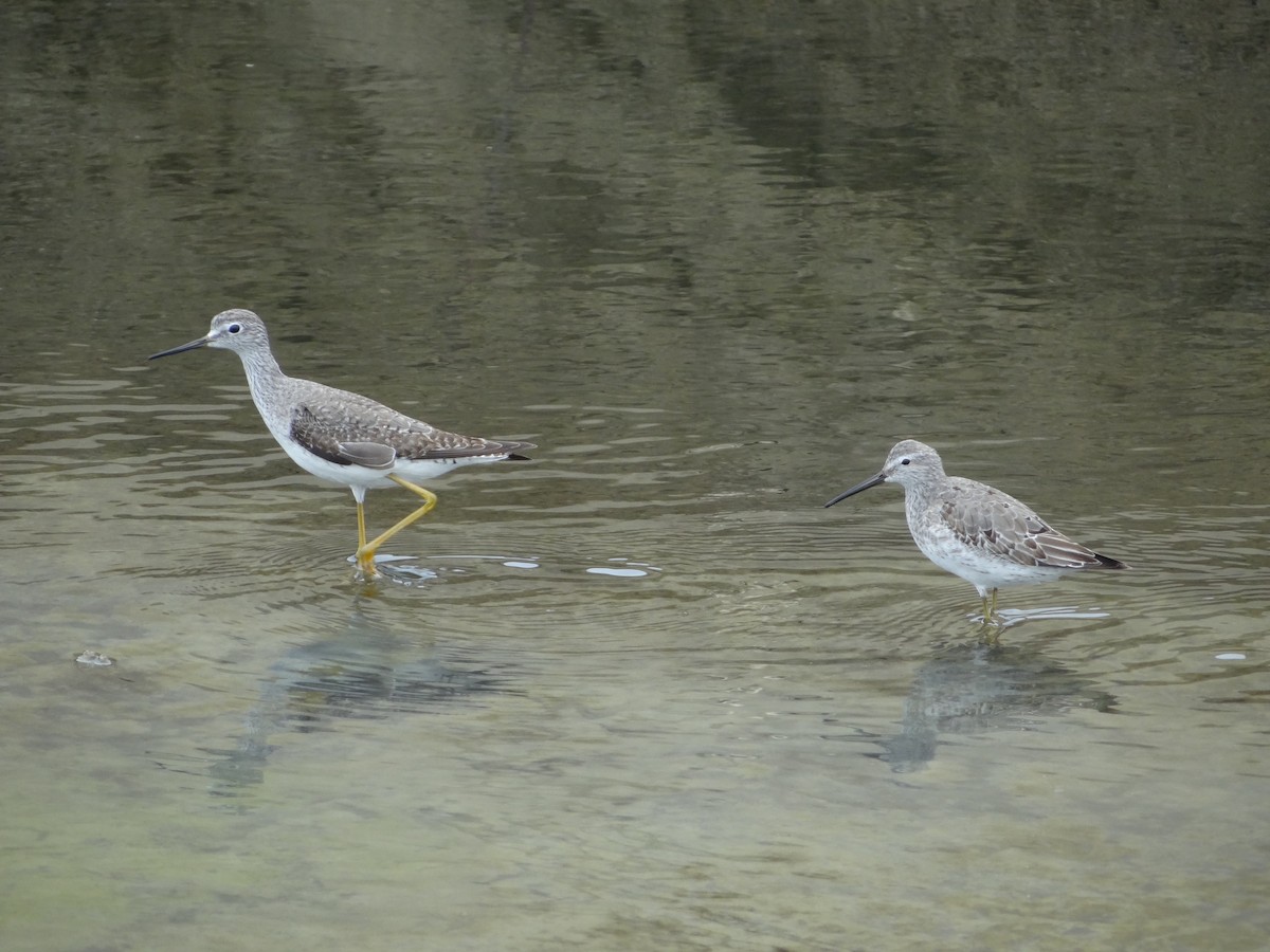 Bindenstrandläufer - ML617246469