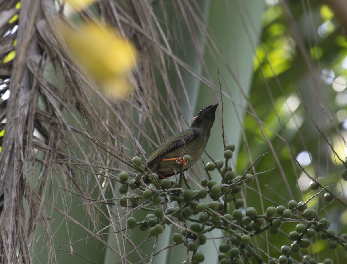 Lance-tailed Manakin - Beth Olson