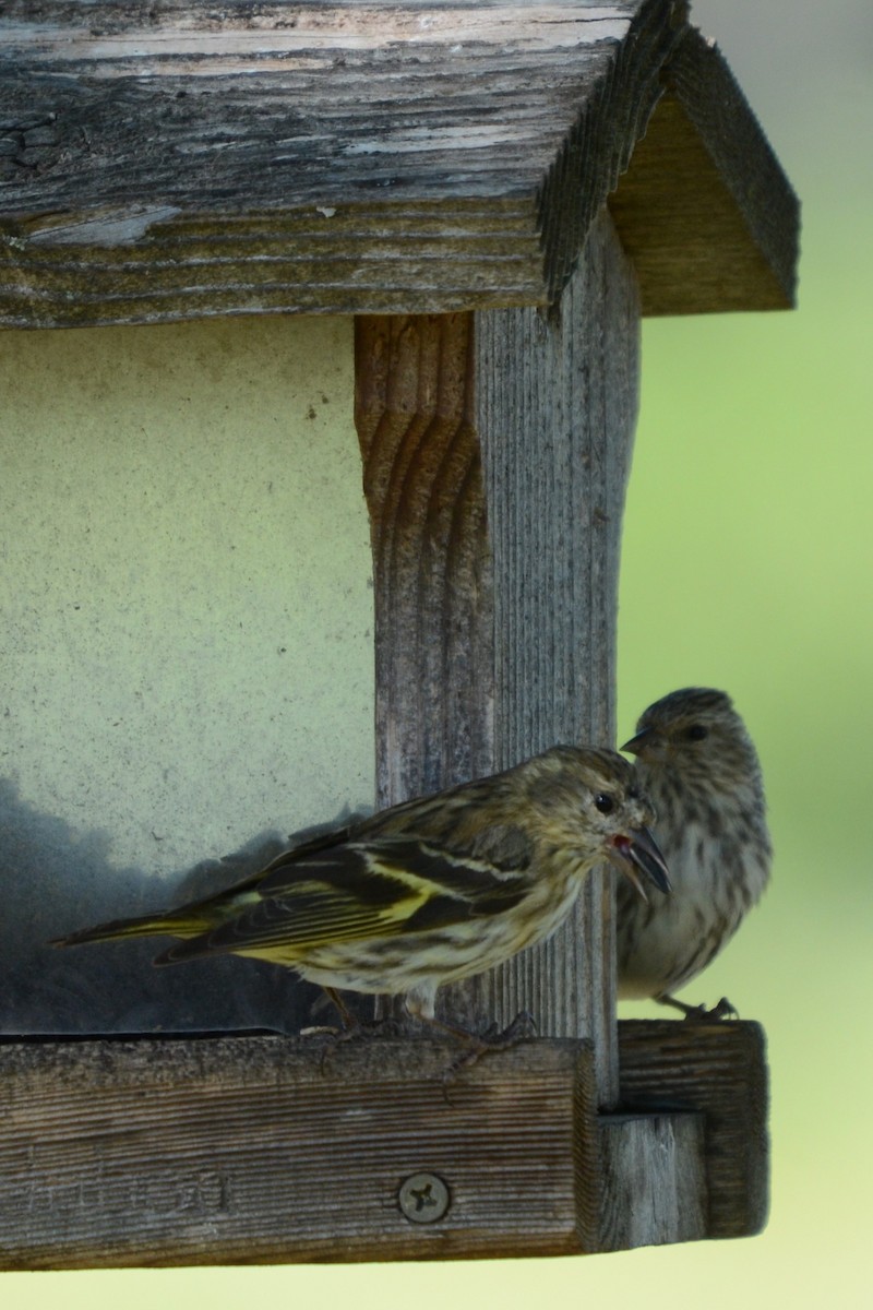 Pine Siskin - ML617246479