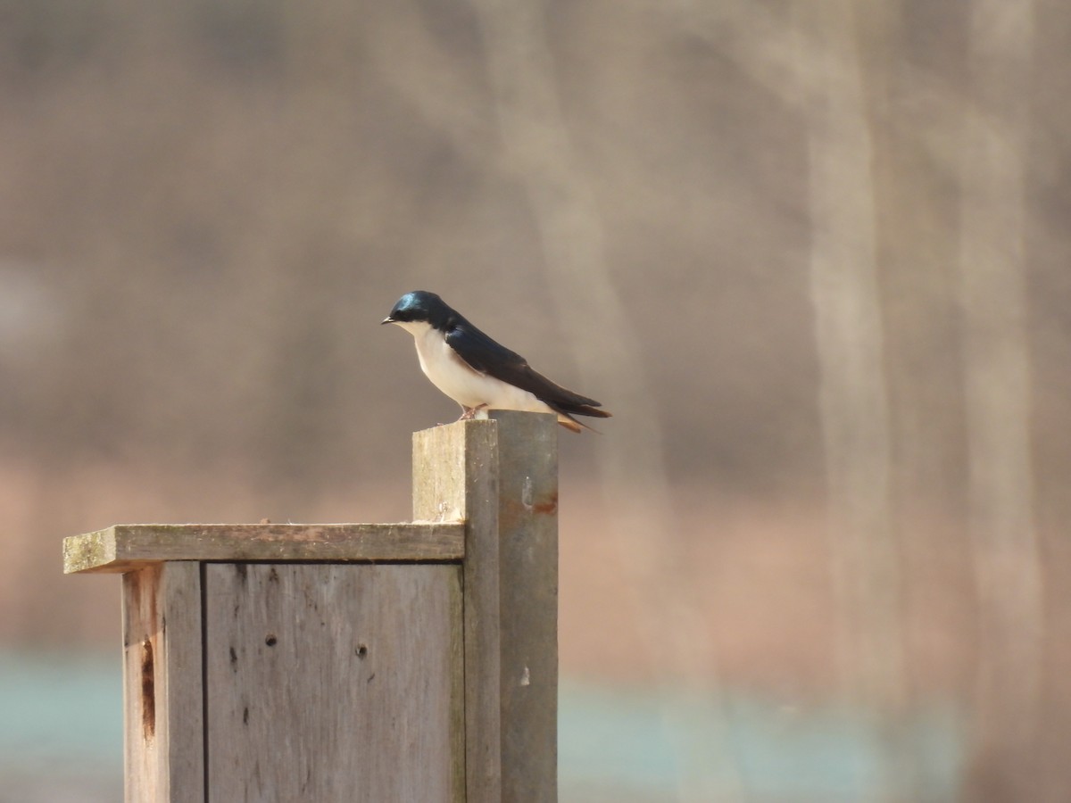 Tree Swallow - John McKay