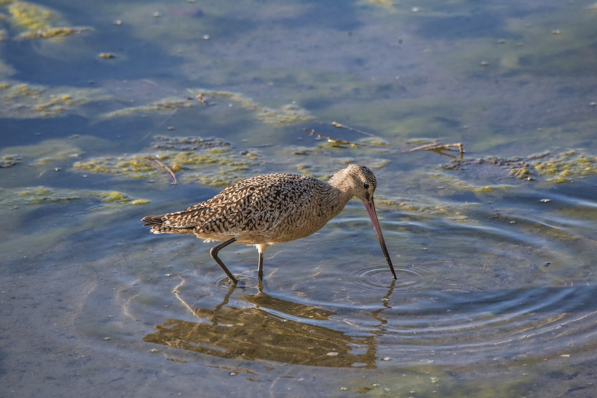 Marbled Godwit - ML617246512