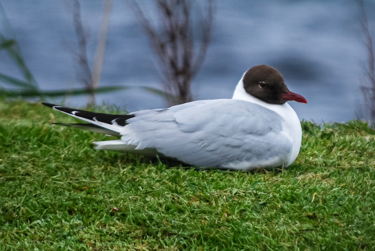 Black-headed Gull - Kurt Gaskill