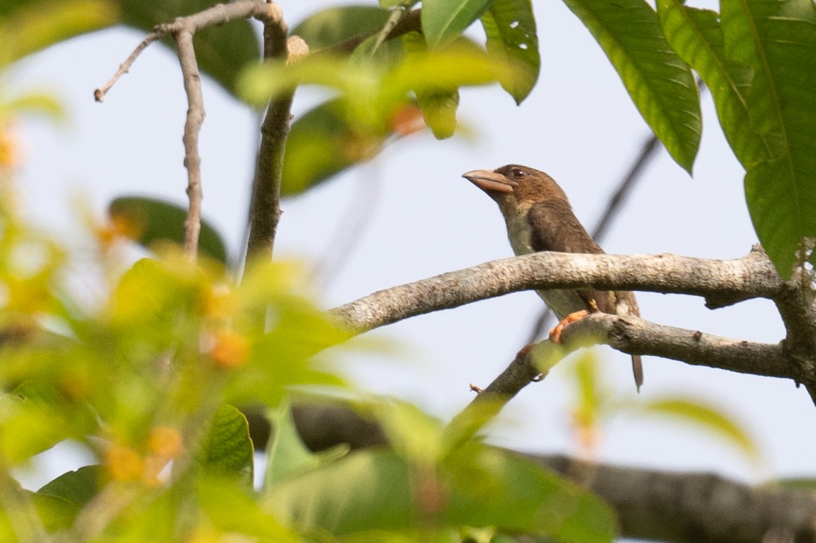 barbet tmavý - ML617246562