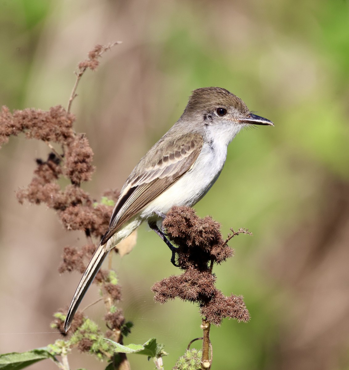 La Sagra's Flycatcher - ML617246585