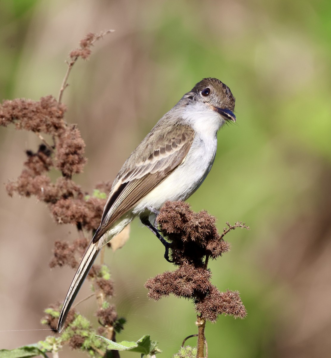 La Sagra's Flycatcher - ML617246588