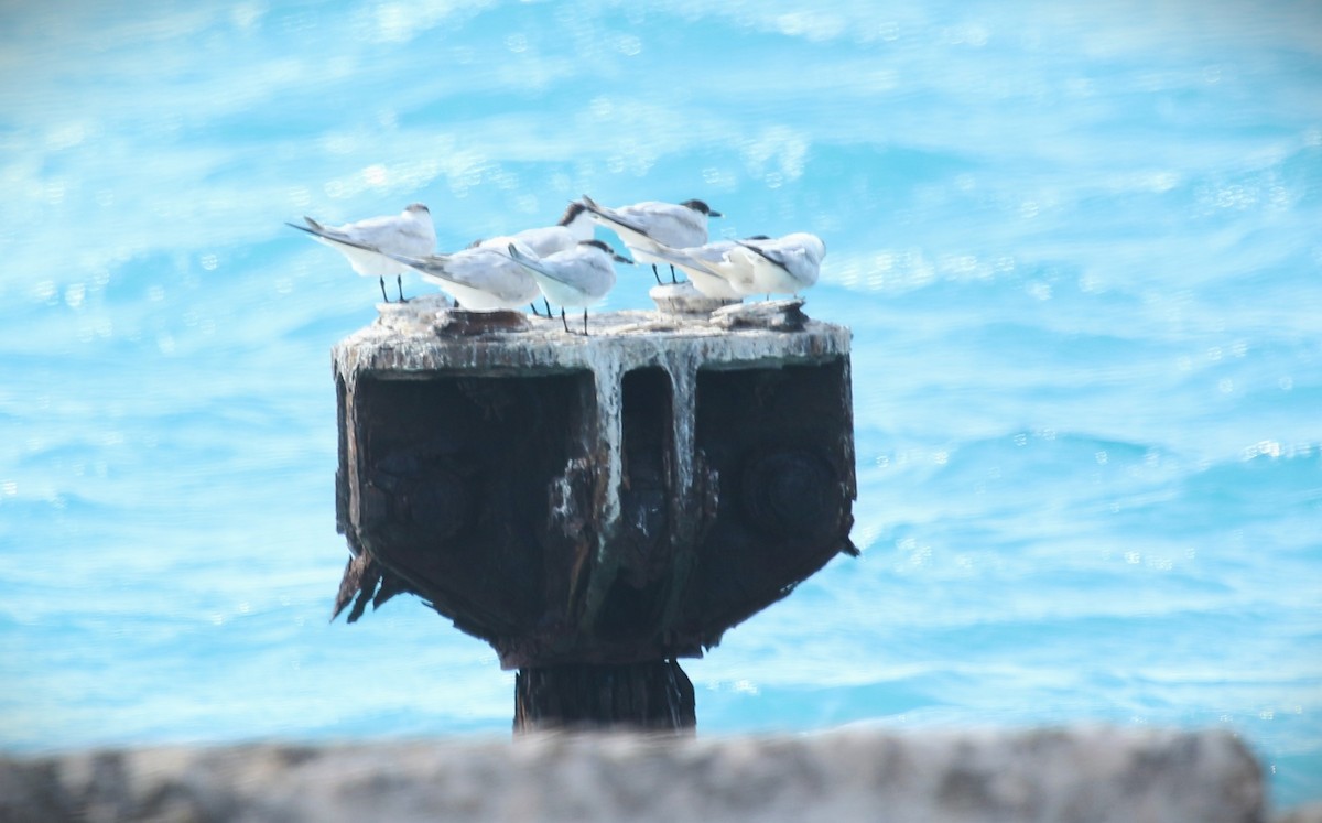 Sandwich Tern - ML617246591