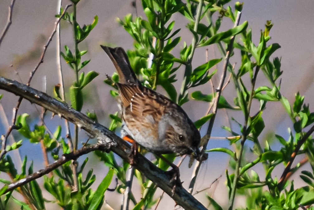 Dunnock - ML617246604