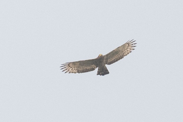 Oriental Honey-buzzard - ML617246619