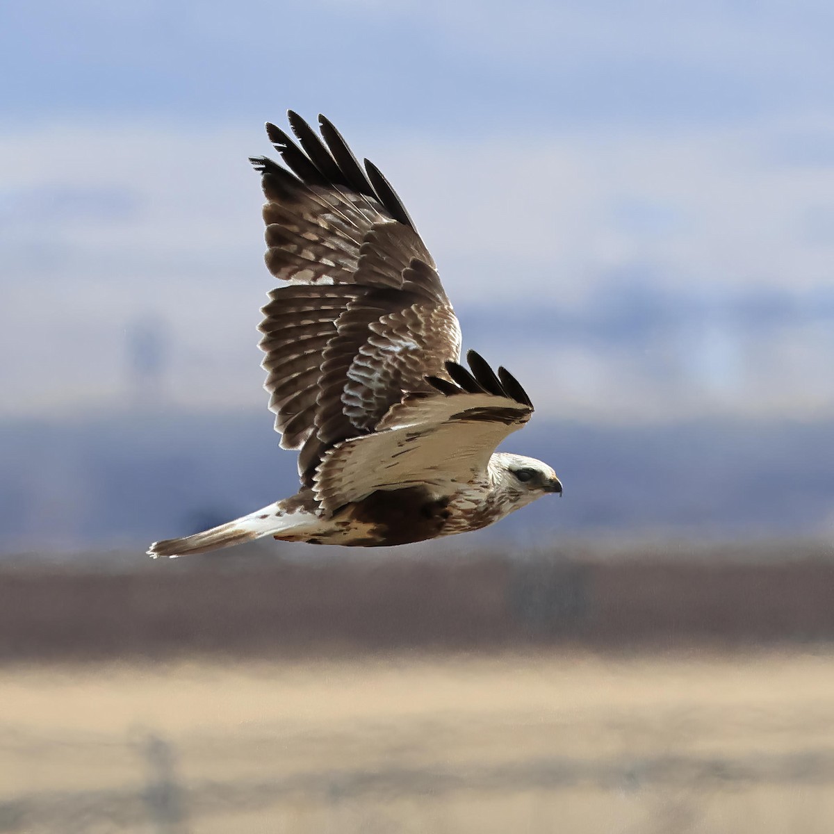 Rough-legged Hawk - ML617246623