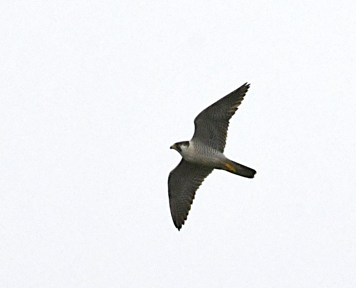 Peregrine Falcon - ML617246664