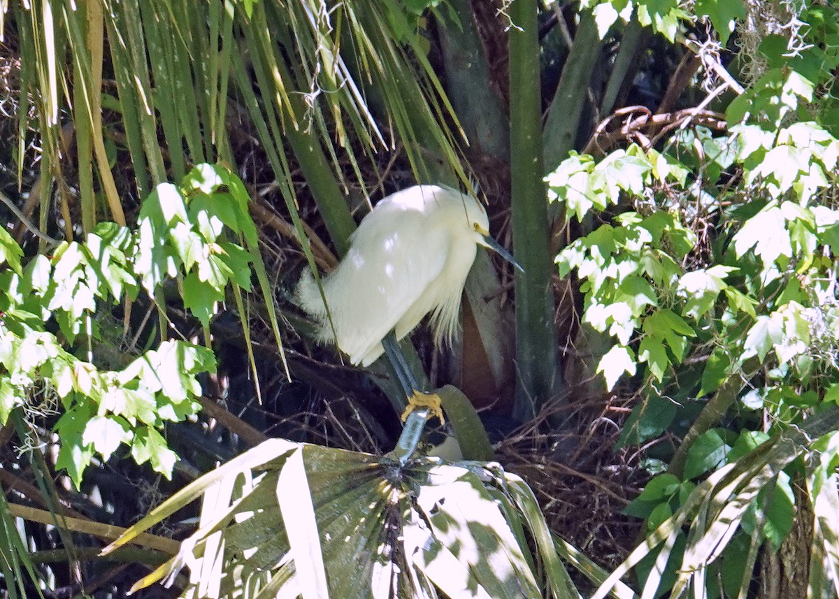 Snowy Egret - ML617246698