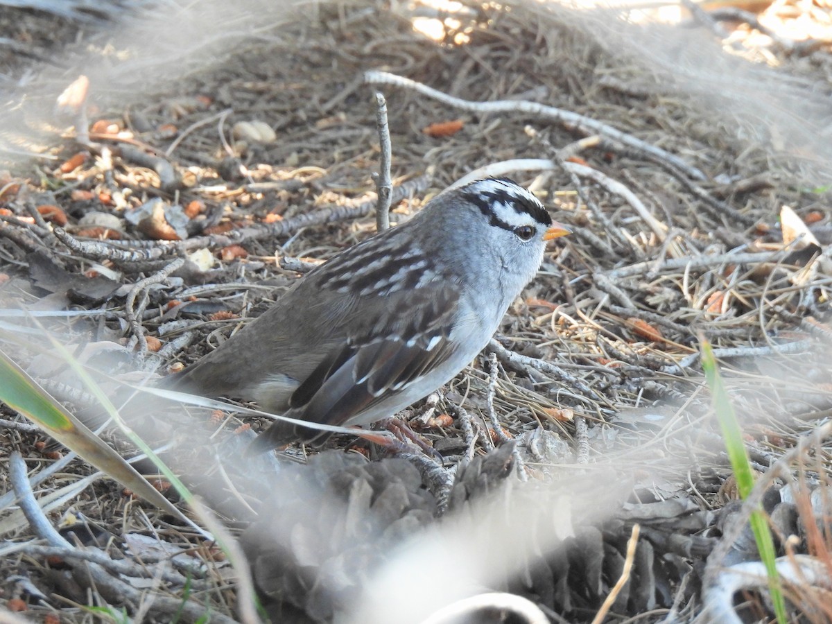 White-crowned Sparrow - ML617246745