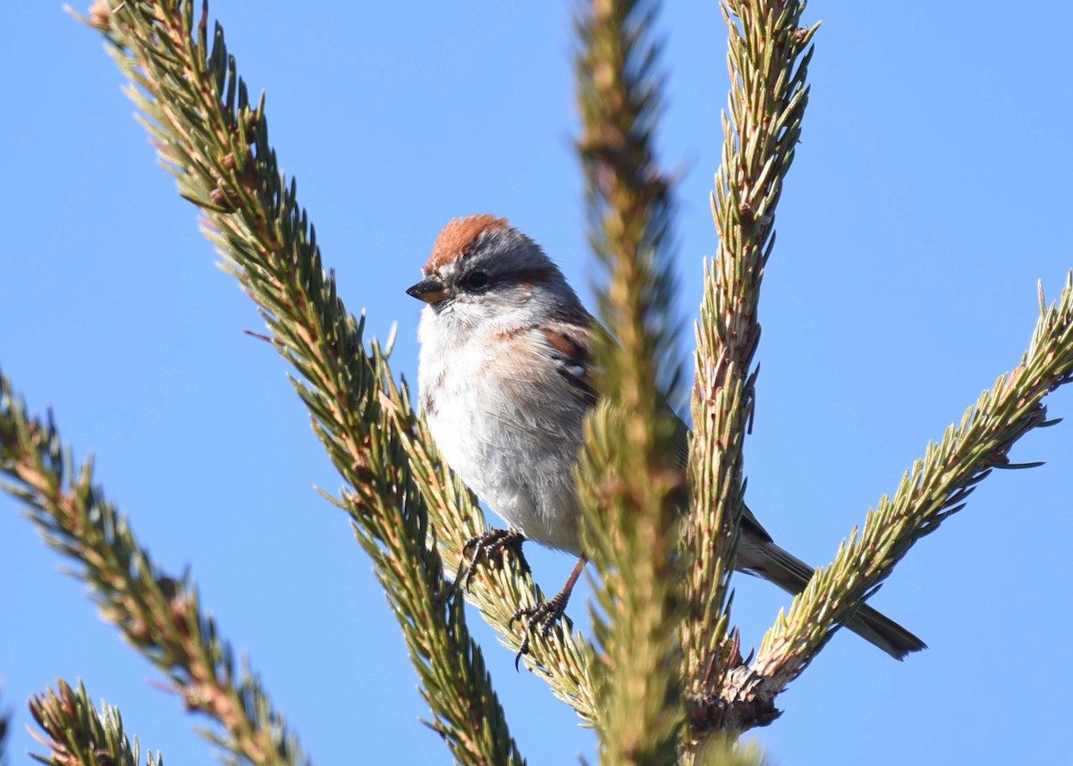 American Tree Sparrow - Kathy Marche
