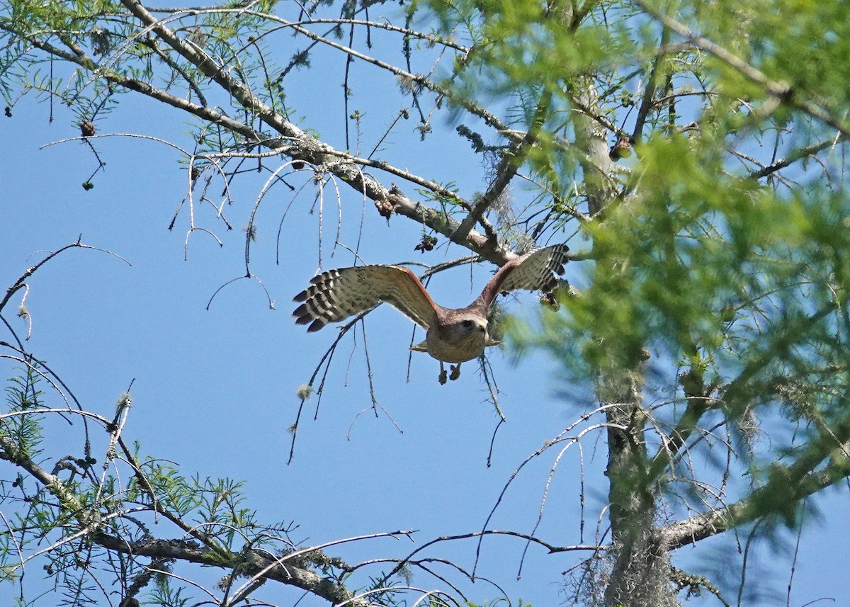 Red-shouldered Hawk - N. Wade Snyder