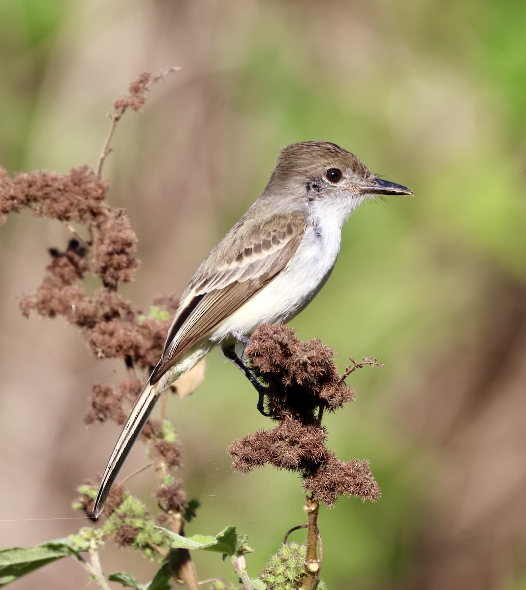 La Sagra's Flycatcher - ML617246803