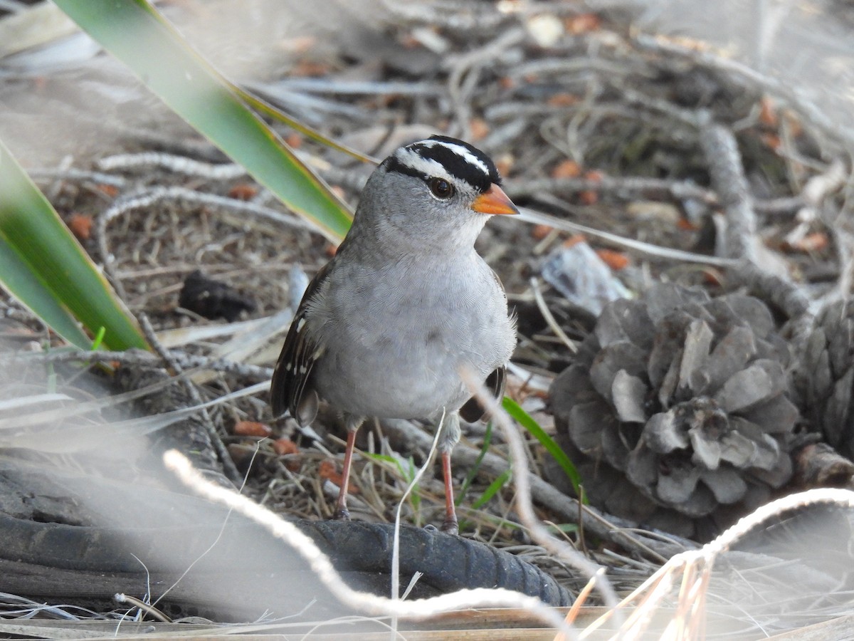 White-crowned Sparrow - ML617246804