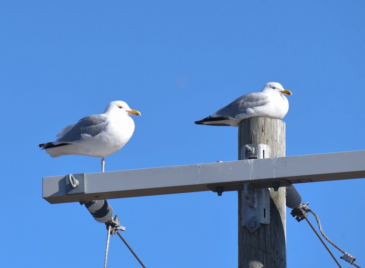 Herring Gull - ML617246812