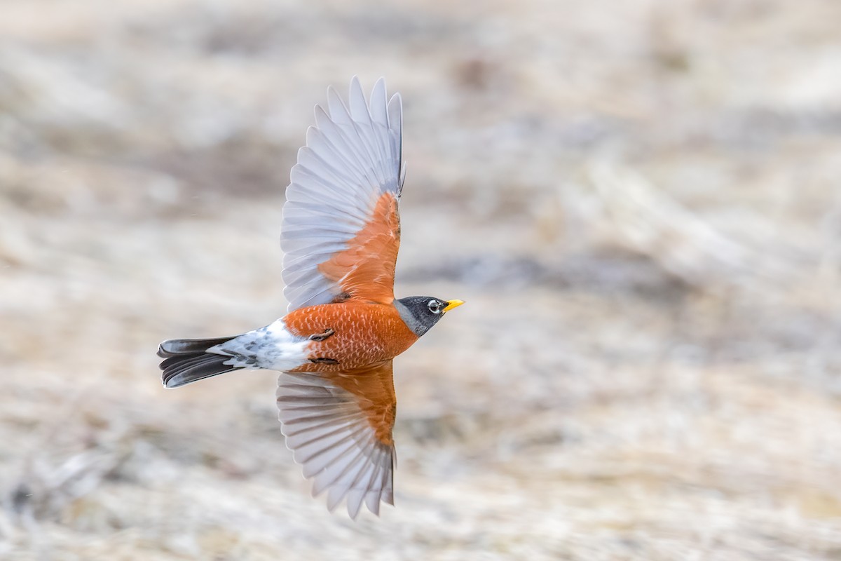 American Robin - Scott Vulstek