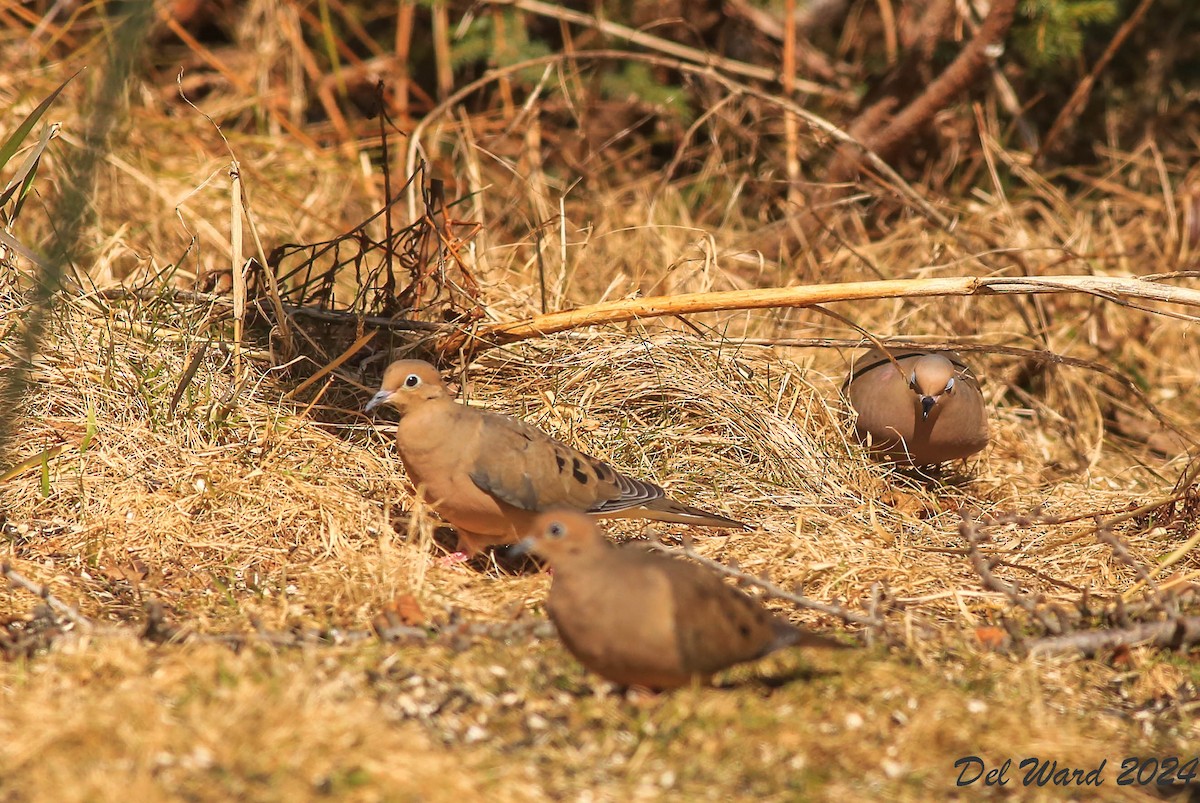 Mourning Dove - ML617246848