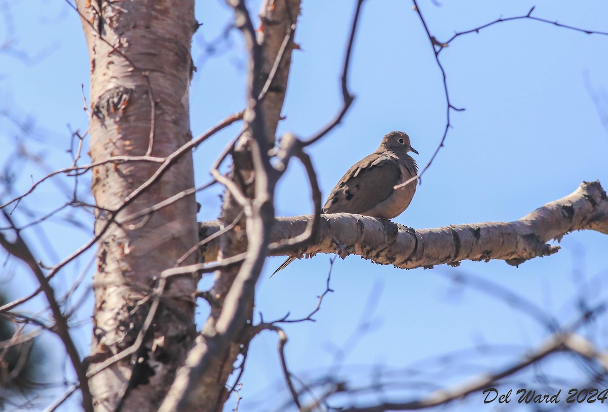 Mourning Dove - ML617246853