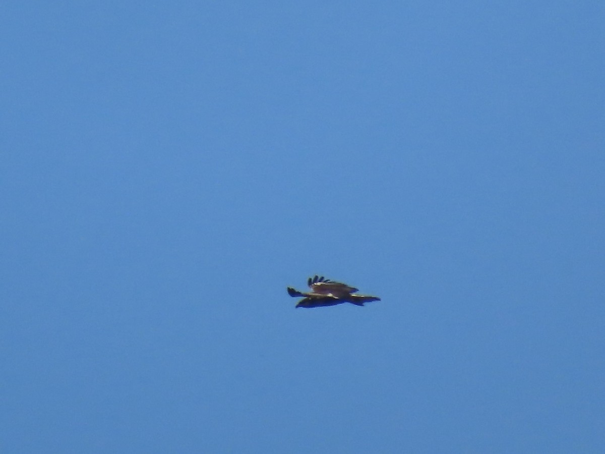 Buteo sp. - ML617246855