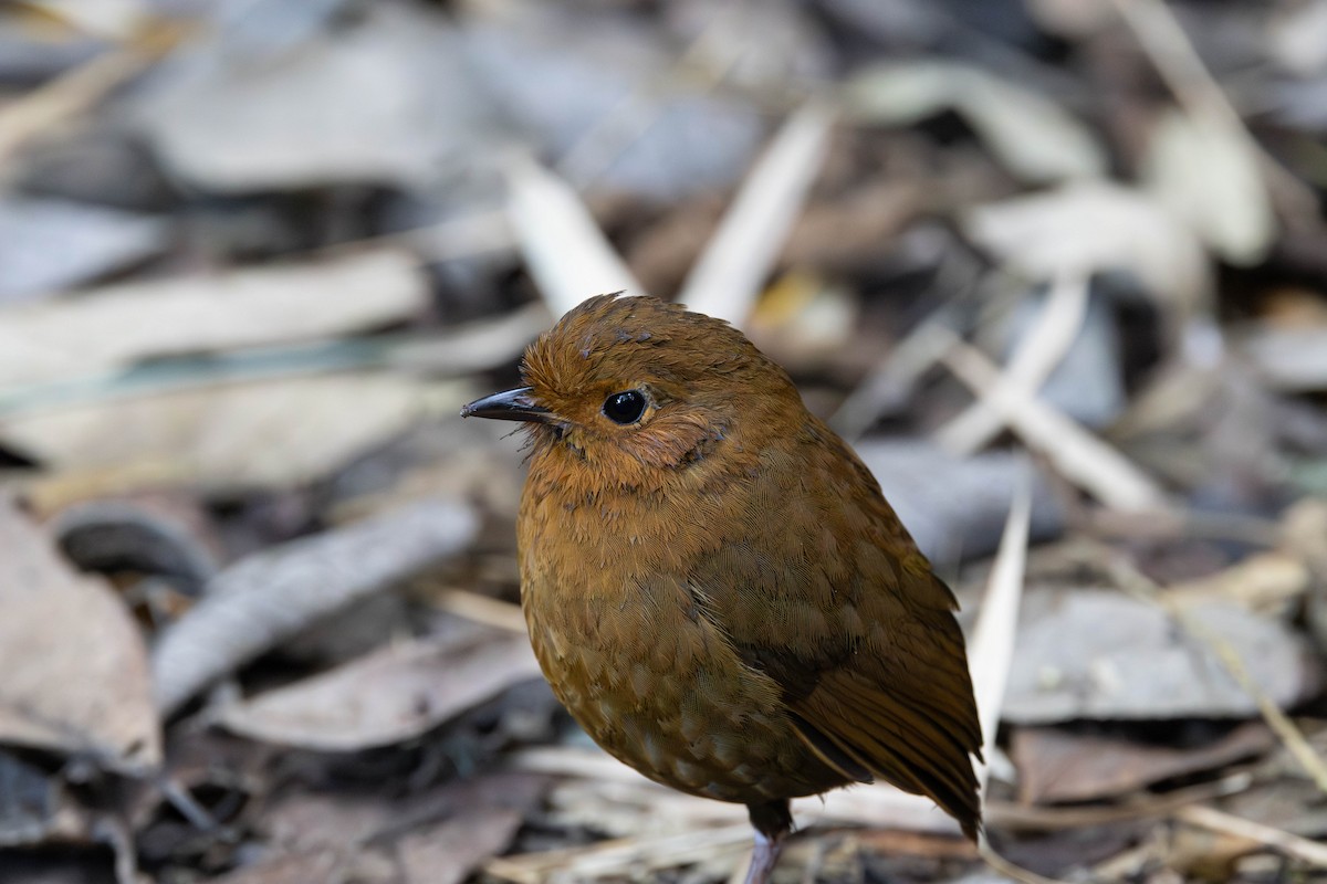 Equatorial Antpitta - ML617246870